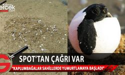 Kaplumbağaları Koruma Derneği, halka ve yetkililere duyarlı olunması çağrısında bulundu