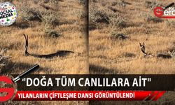 Hemşire Filiz Uzun, Sadrazamköy'de kara yılanların çiftleşme dansını görüntüledi