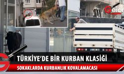 Kaçan kurbanlıklar zor anlar yaşattı