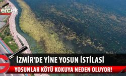 İzmir'de yine yosun istilası