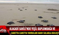 Alagadi'de kaplumbağa yuva sayısı 420'ye çıktı