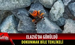 Elazığ'da zehirli uğur böceği görüldü