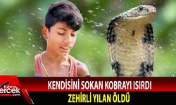 Hindistan'da 8 yaşındaki çocuk kobrayı ısırarak öldürdü