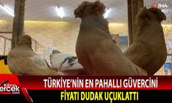 Türkiye'nin en pahalı güvercini Sakarya'da sergilendi
