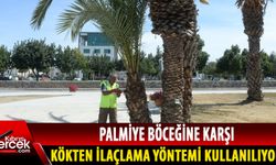 Gönyeli Alayköy Belediyesi hurma ağaçlarını koruma altına alıyor