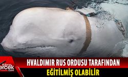 Norveç'ten “casus” balinaya yaklaşılmaması uyarısı