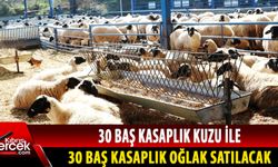 DÜÇ, kapalı zarf yöntemi ile hayvan satışı yapacağını duyurdu