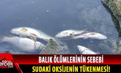 Gönyeli Alayköy Belediyesi ve Taşkent Doğa Parkı yetkilileri Gönyeli Barajı’ndaki balık ölümlerini inceledi