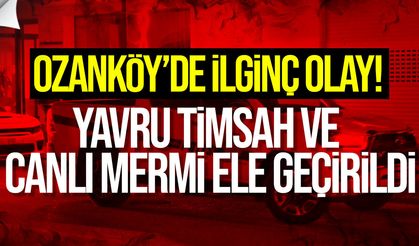 Ozanköy'de yavru timsah ve canlı mermi ele geçirildi