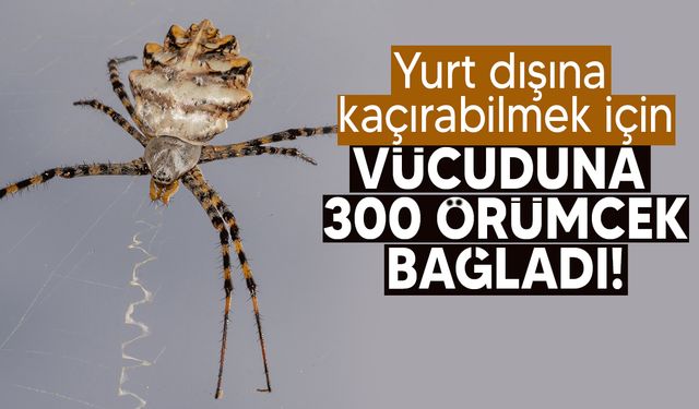 Peru'da örümcek kaçakçısı, vücuduna bağladığı 300 tarantulayla yakalandı