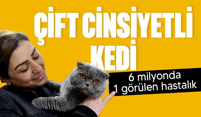 Adana'da hasta kedinin çift cinsiyetli olduğu ortaya çıktı