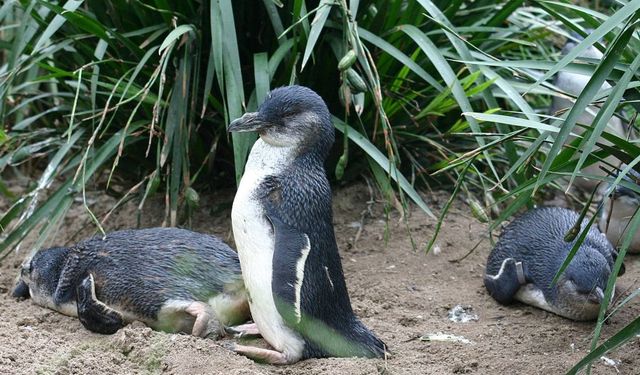 Penguenlerde 'boşanma' oranlarının insanlardan çok daha yüksek olduğu ortaya çıktı