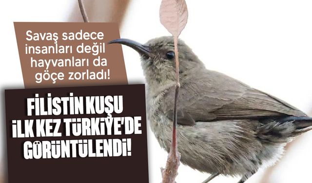 Türkiye'de Filistin nektarkuşu ilk kez görüntülendi