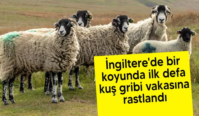 İngiltere'de bir koyunda ilk kuş gribi vakasına rastlandı