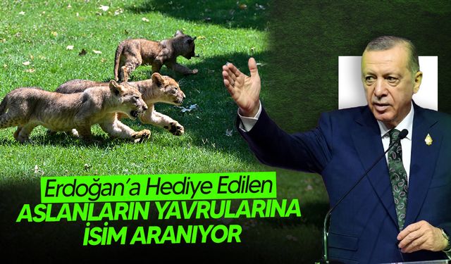 Cumhurbaşkanı Erdoğan’a Hediye Edilen Aslanların Yavrularına İsim Aranıyor