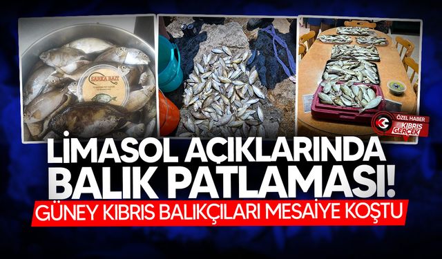 Güney Kıbrıs’ta Kafesler patladı, deniz levrekle doldu taştı!