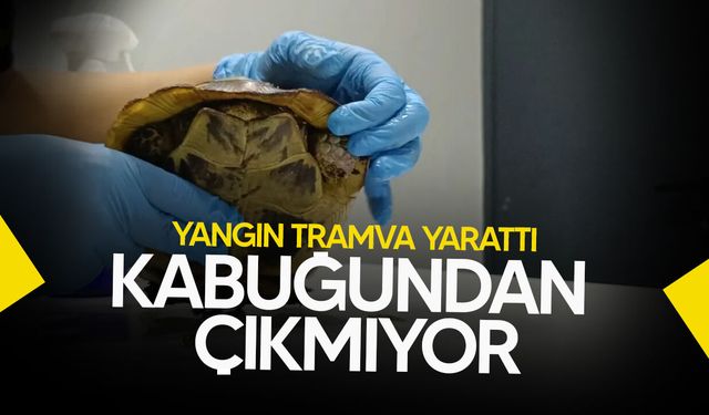 Bursa’daki Orman Yangınlarında Hayvanlar da Zarar Gördü