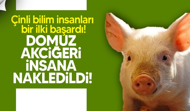 Tıp tarihinde bir ilk: Domuz akciğeri insana nakledildi