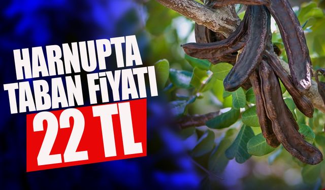 Binboğa, harnup taban alım fiyatını 22 tl/kg olarak belirledi