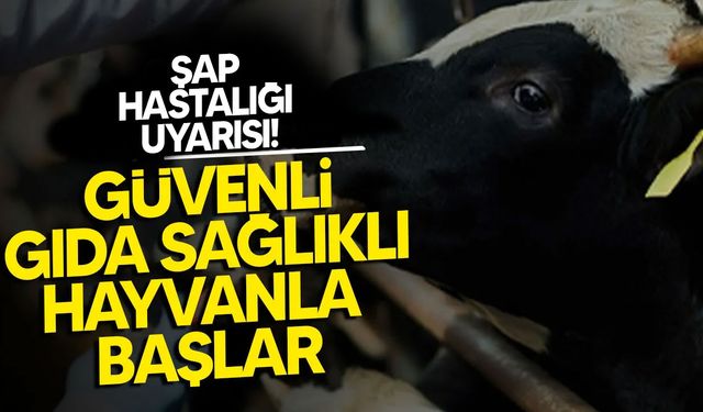 Gıda Mühendisleri Odası’ndan Şap Hastalığı Uyarısı