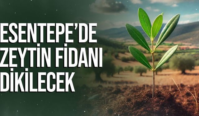 Kıbrıs Vakıflar İdaresi Esentepe’de Zeytin Fidanı Dikecek