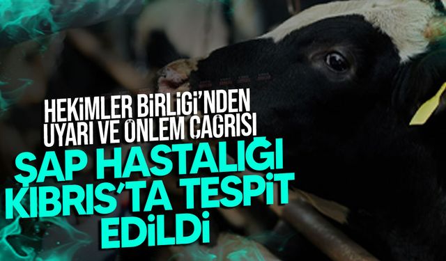 Kıbrıs’ta Şap Hastalığı Tespit Edildi