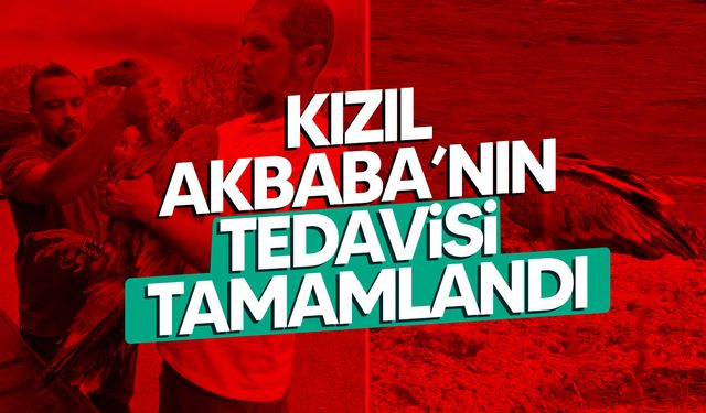 Kızıl Akbaba’nın Tedavisi Tamamlandı