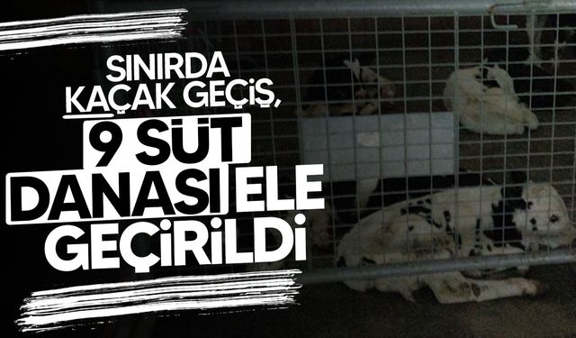 Mağusa’da Kaçak Hayvan Geçişi Engellendi