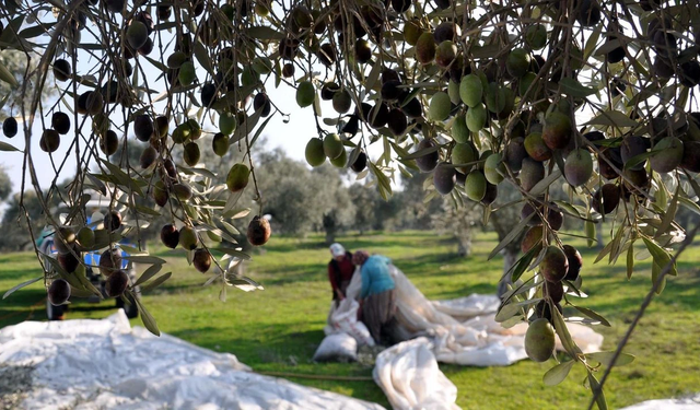Tarım ve Doğal Kaynaklar Bakanlığı: “Zeytin üreticilerine ilk kez dolu tazminat ödemesi gerçekleştirildi”