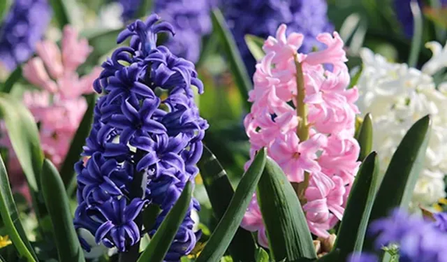 İkinci Cemre Suya Düştü: Üçüncü Cemre 5-6 Mart’ta Toprağa Düşecek