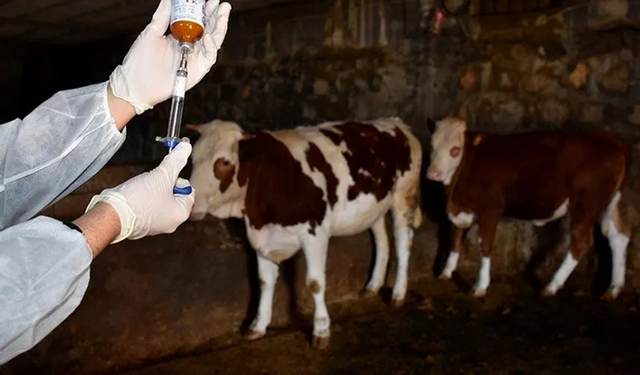 Güney Kıbrıs'ta şap alarmı sürüyor: 85 bin hayvan itlaf edildi
