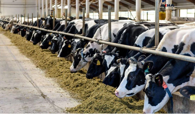 Güney Kıbrıs'ta şap alarmı!