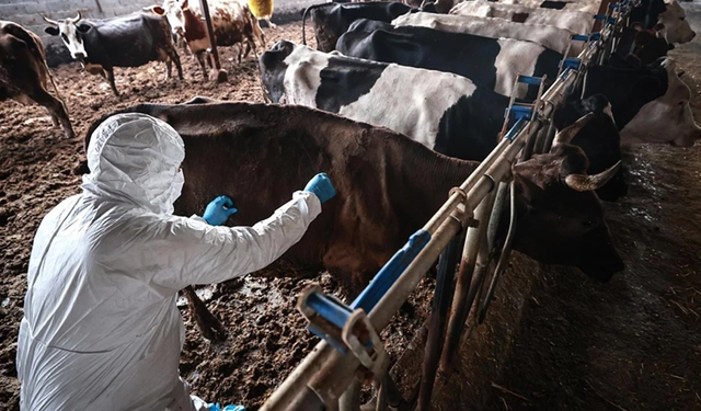 Güney Kıbrıs’ta şap alarmı