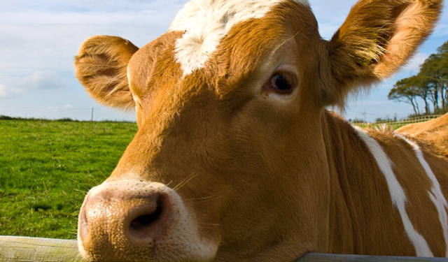 Larnaka’da Şap Vakası 22’ye Yükseldi