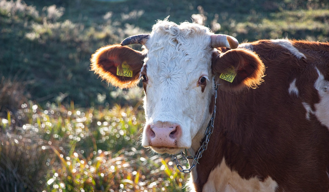 Güney Kıbrıs’ta şap krizi büyüyor: 9 yeni vaka