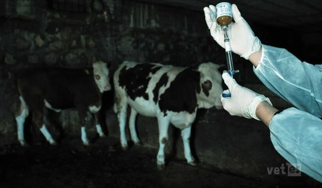 Rum Veteriner Dairesi şap vakalarının sayısını 42 mandıra olarak açıkladı