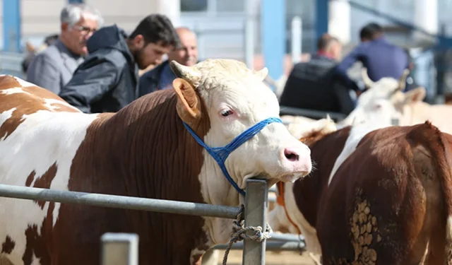 Kurban Bayramı yaklaşıyor... İşte KKTC'de kurbanlık fiyatları...