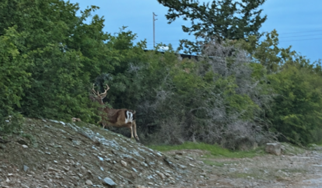 KIBRIS