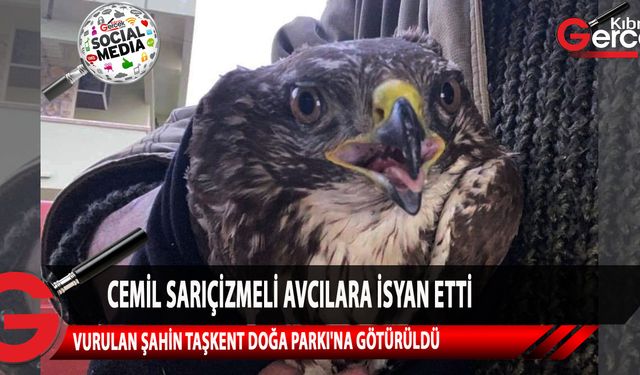 Mehmetçik Belediye Başkanı Sosyal Medya hesabından yaptığı paylaşımda bir şahinin bu gün avcılar tarafından vurulmasına tepki gösterdi