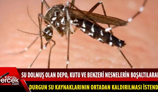 Larnaka’da Sarı Humma Sivrisineği tespit edildi