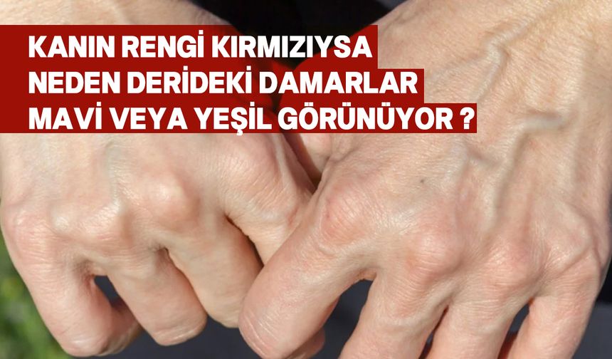 Neden Kan Damarları Mavi veya Yeşil Görünüyor?