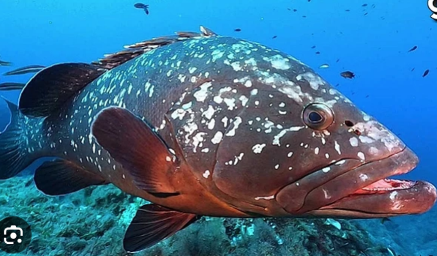 Nesli tehlike altındaki kıkırdaklı balık türleri hedef dışı avcılık kurbanı oluyor