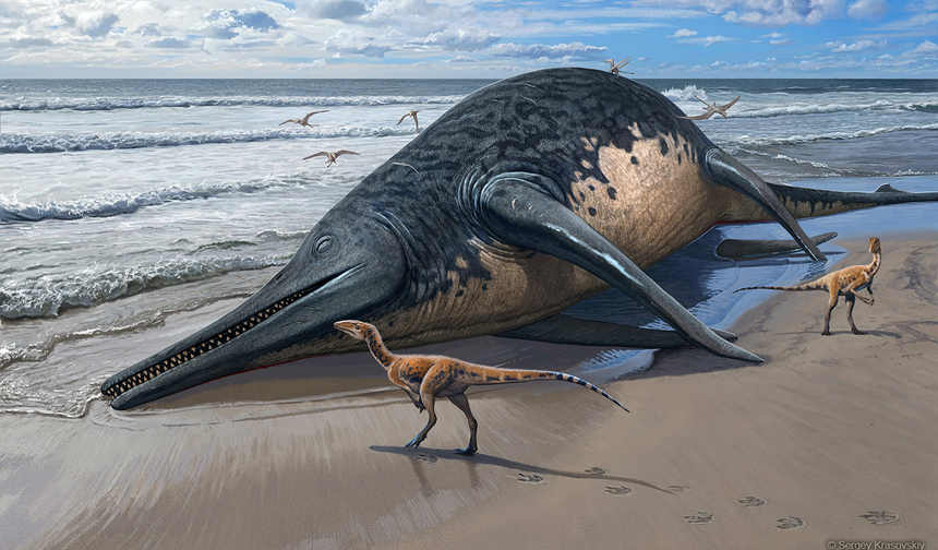 Dinozorlar Çağı'nda yaşamış dev deniz sürüngeni türü keşfedildi