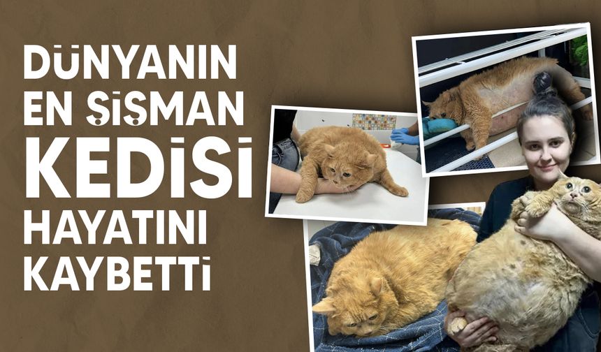 Dünyanın en şişman kedisi, girdiği zayıflama kampında hayatını kaybetti