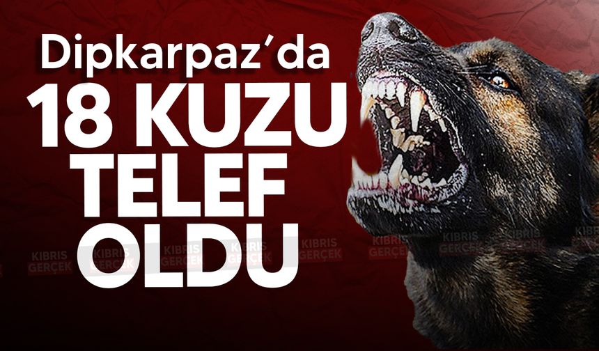 Dipkarpaz'da başıboş sokak köpekleri 18 kuzuyu telef etti!