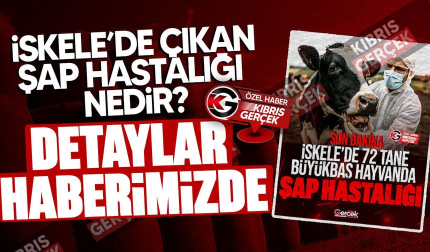 Şap hastalığı nedir, belirtileri nelerdir, nasıl bulaşır?