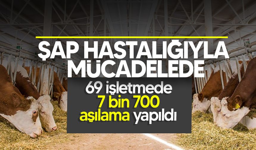 Şap hastalığıyla mücadele devam ediyor!