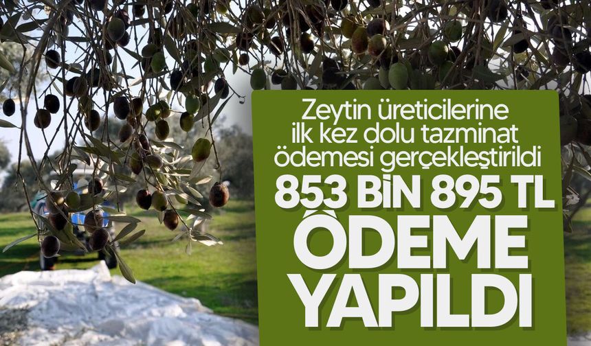 Tarım ve Doğal Kaynaklar Bakanlığı: “Zeytin üreticilerine ilk kez dolu tazminat ödemesi gerçekleştirildi”