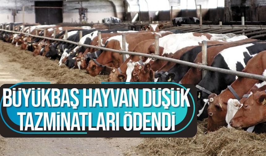 Üreticilerin tazminatları Kooperatif Merkez Bankası'na gönderildi