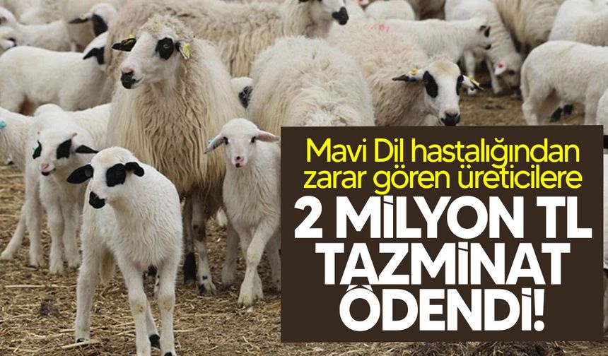 Mavi Dil hastalığından zarar gören üreticilere tazminat ödendi